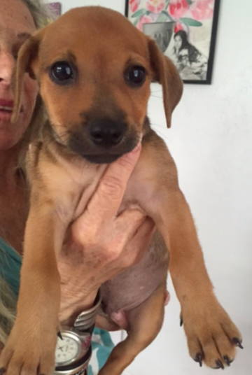 Gia / daschund mix