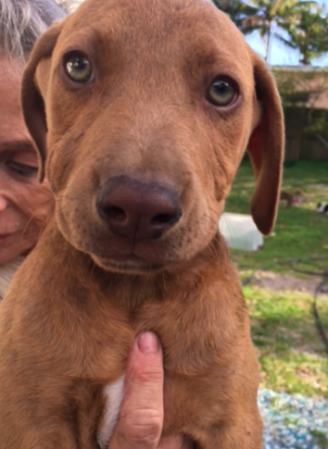 Sammy / Vizsla mix