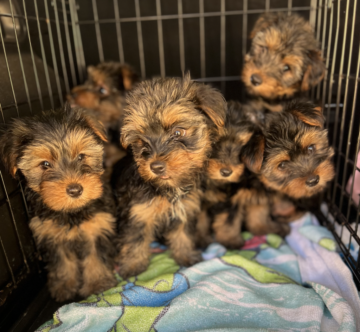 yorkie pups