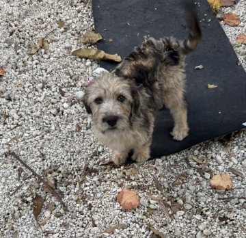 Katie / doodle