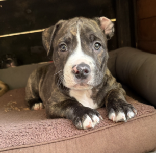Brody