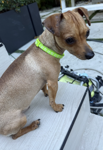 Chi