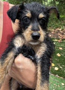 Benny
