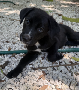 Kira